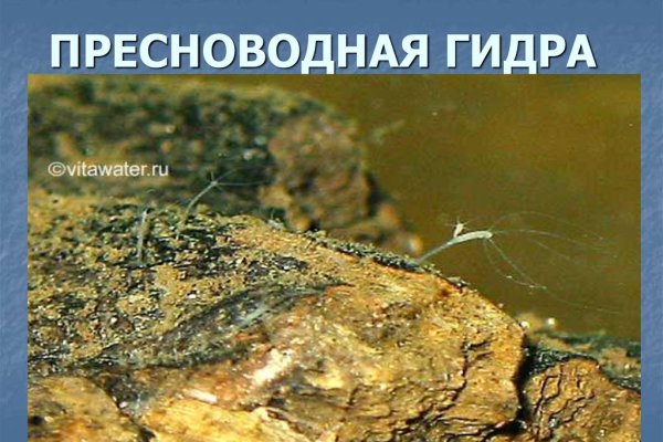 Кракен это современный даркнет