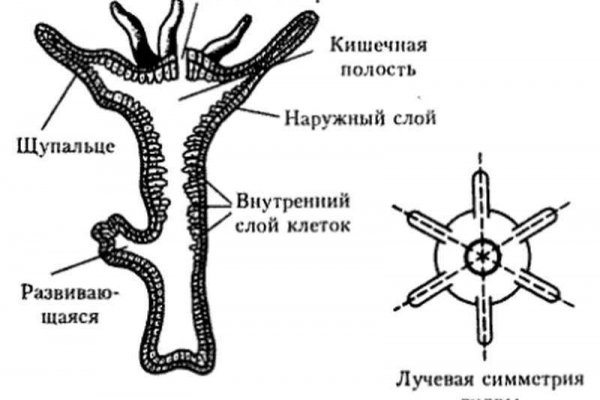 Kra34cc