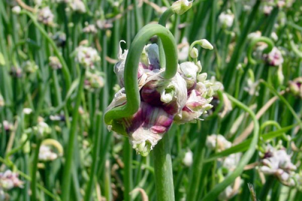 Onion сайт кракен